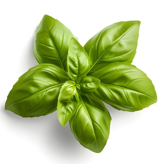 Basil